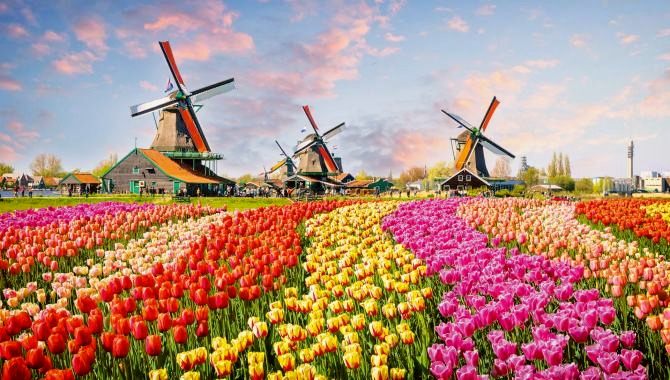 Urlaub Niederlande Reisen - Tulpenblüte in Holland – ein Blumenparadies